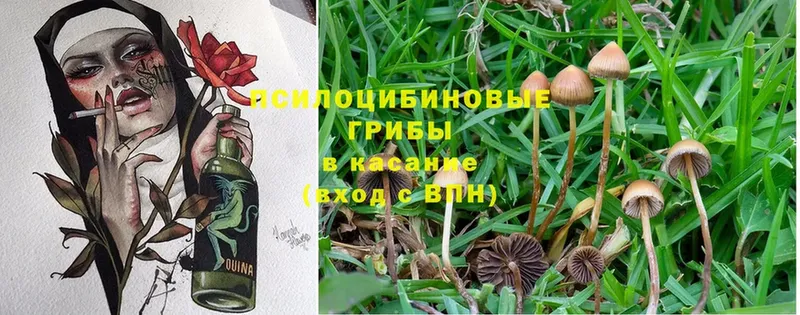 Псилоцибиновые грибы Psilocybine cubensis  где продают   Грайворон 